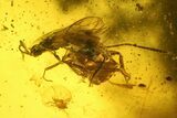 Detailed Fossil Ant, Fly and Mite in Baltic Amber #142234-1